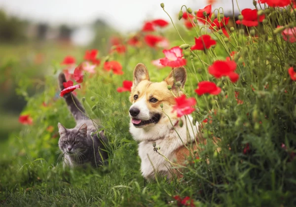 Hund Katze Garten